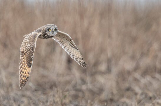 View of a short-eared owl in flight with wings spread and intense gaze over the grassy fields of Delta, British Columbia, Canada.
