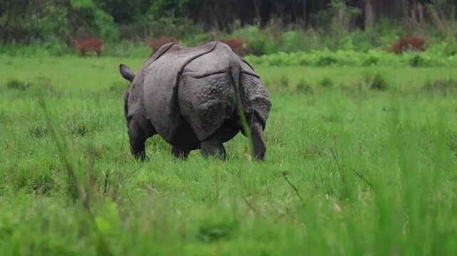 A beautiful video of a One horn Rhino.