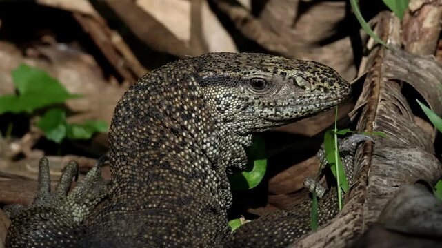 A close-up video of a Water Monitor Lizard.