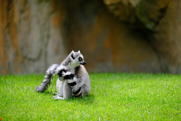 Ring tailed lemur cleaning and licking its striped tail on lush green lawn © Kamil