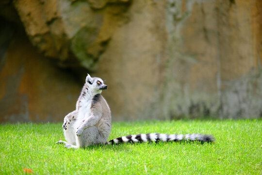 Ring tailed lemur sitting relaxed on green grass outdoors in wildlife park