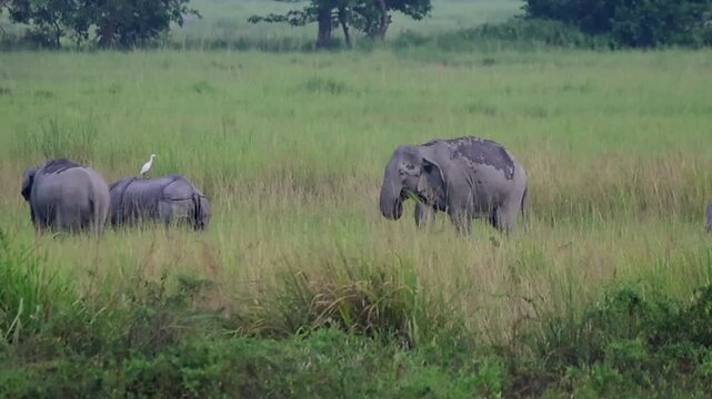 A group of Elephant and One horn Rhinos are searching for food in the grassland.