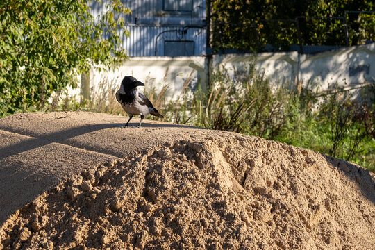 Hooded crow perched on sand heap facing right, construction site with green bushes behind