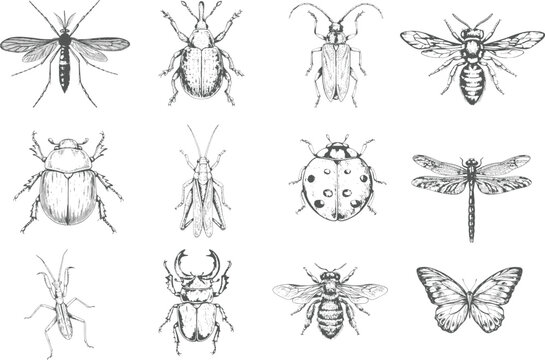 Entomological vintage insect collection with Stag Beetle, Rhinoceros Beetle, Ladybug, Butterfly, Dragonfly, Honeybee and Wasp, hand-drawn scientific engraving illustration