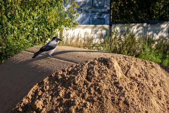 Hooded crow on sand mound in profile, urban wildlife with green foliage background
