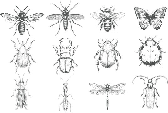 Detailed hand-drawn insect bundle with Dragonfly, Rhinoceros Beetle, Longhorn Beetle, Butterfly, Stick Insect, Honeybee and Wasp in antique monochrome engraving vector style