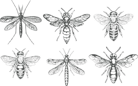 Hand drawn entomology collection of Dragonfly, Stag Beetle, Longhorn Beetle, Ladybug, Butterfly, Honeybee and Wasp in vintage engraving and monochrome vector style