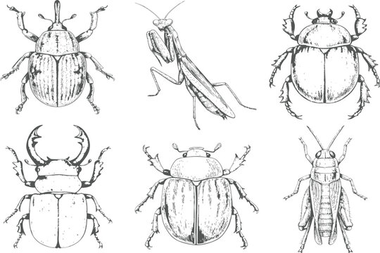 Hand drawn vintage insect collection featuring Dragonfly, Stag Beetle, Rhinoceros Beetle, Scarab Beetle, Ladybug, Butterfly and Honeybee in detailed entomological vector illustration