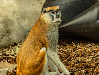 Patas monkey (Erythrocebus patas) at ZooParc de Beauval in France. African primate with a slender body, long limbs, reddish-brown coat and distinctive facial markings. Wildlife portrait highlighting © Ludovic