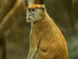 Patas monkey (Erythrocebus patas) at ZooParc de Beauval in France. African primate with a slender body, long limbs, reddish-brown coat and distinctive facial markings. Wildlife portrait highlighting © Ludovic