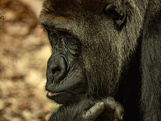 Western lowland gorilla (Gorilla gorilla gorilla) at ZooParc de Beauval in France. This powerful great ape is characterized by its muscular build, dark fur, broad face, and expressive eyes. © Ludovic