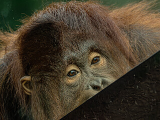 Bornean orangutan (Pongo pygmaeus) at ZooParc de Beauval in France. This intelligent great ape is recognized by its reddish-orange fur, long arms, and expressive face. A wildlife photograp © Ludovic