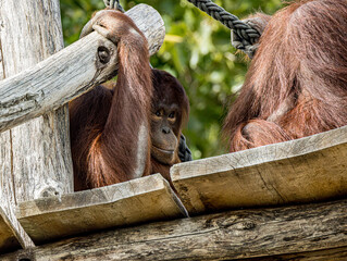Bornean orangutan (Pongo pygmaeus) at ZooParc de Beauval in France. This intelligent great ape is recognized by its reddish-orange fur, long arms, and expressive face. A wildlife photograp © Ludovic