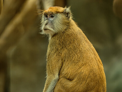 Patas monkey (Erythrocebus patas) at ZooParc de Beauval in France. African primate with a slender body, long limbs, reddish-brown coat and distinctive facial markings. Wildlife portrait highlighting