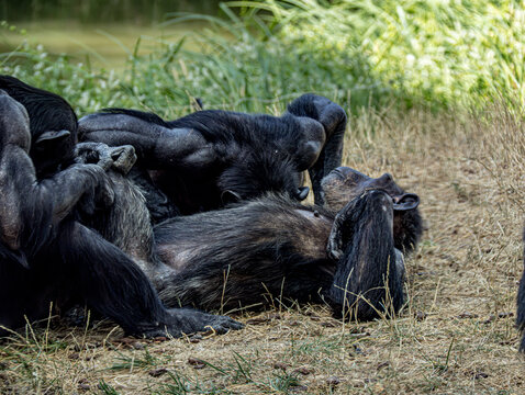 Common chimpanzee (Pan troglodytes) at ZooParc de Beauval in France. Close-up wildlife portrait showing the expressive face, dark fur, and distinctive features of this intelligent African primate. 