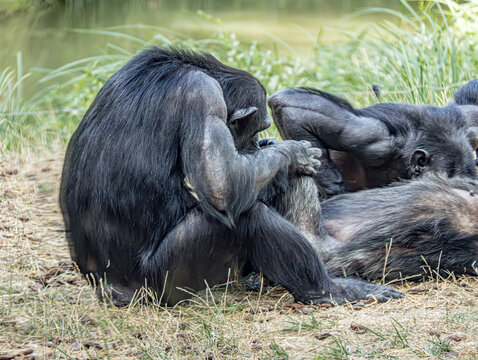 Common chimpanzee (Pan troglodytes) at ZooParc de Beauval in France. Close-up wildlife portrait showing the expressive face, dark fur, and distinctive features of this intelligent African primate. 