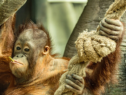 Bornean orangutan (Pongo pygmaeus) at ZooParc de Beauval in France. This intelligent great ape is recognized by its reddish-orange fur, long arms, and expressive face. A wildlife photograp