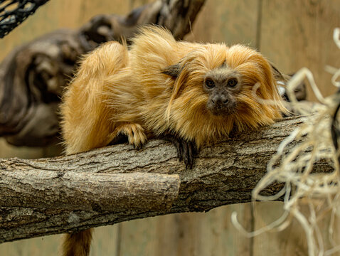 Golden lion tamarin lying on a branch