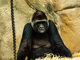 Western lowland gorilla (Gorilla gorilla gorilla) at ZooParc de Beauval in France. This powerful great ape is characterized by its muscular build, dark fur, broad face, and expressive eyes. © Ludovic