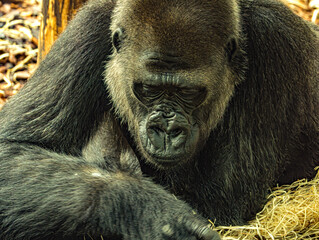Western lowland gorilla (Gorilla gorilla gorilla) at ZooParc de Beauval in France. This powerful great ape is characterized by its muscular build, dark fur, broad face, and expressive eyes. © Ludovic