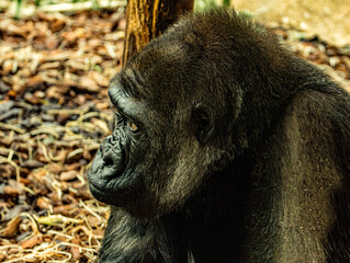 Western lowland gorilla (Gorilla gorilla gorilla) at ZooParc de Beauval in France. This powerful great ape is characterized by its muscular build, dark fur, broad face, and expressive eyes. © Ludovic