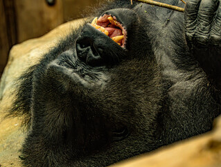 Western lowland gorilla (Gorilla gorilla gorilla) at ZooParc de Beauval in France. This powerful great ape is characterized by its muscular build, dark fur, broad face, and expressive eyes. © Ludovic
