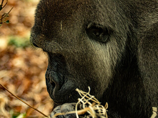 Western lowland gorilla (Gorilla gorilla gorilla) at ZooParc de Beauval in France. This powerful great ape is characterized by its muscular build, dark fur, broad face, and expressive eyes. © Ludovic