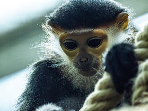 Red-shanked douc langur (Pygathrix nemaeus), a striking Southeast Asian primate known for its colorful face, gray body, white beard and reddish-orange legs. Wildlife portrait highlighting the distinct