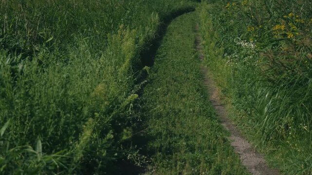 A Curving Rural Road with Wheel Ruts Through a Sunlit Grassland
