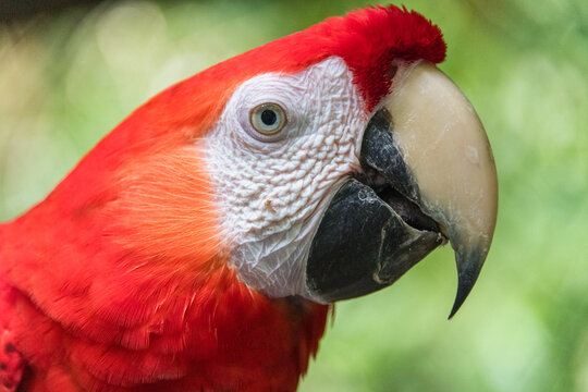 View of a close-up portrait of a vibrant scarlet macaw showing its bright red plumage, white facial patch, and strong curved beak in Puerto Jimenez, Puntarenas Province, Costa Rica.