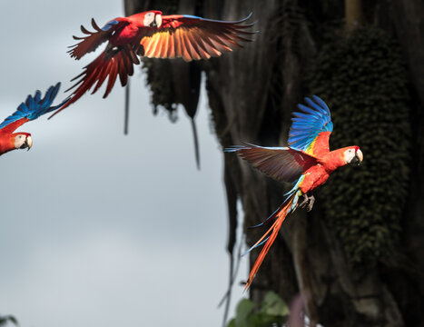 View of vibrant Scarlet Macaws in flight with their colorful red, yellow, and blue plumage spread against a natural backdrop in Puerto Jimenez, Puntarenas Province, Costa Rica.