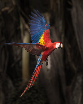 View of a vibrant scarlet macaw in flight with its colorful red, yellow, and blue wings spread wide against a dark, blurred forest background in Puerto Jimenez, Puntarenas Province, Costa Rica.