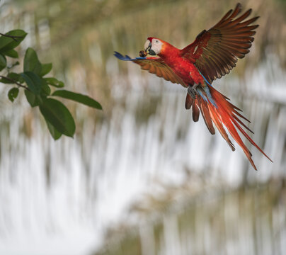 View of a scarlet macaw in flight with a nut in its beak against a blurred tropical foliage background in Puerto Jimenez, Puntarenas Province, Costa Rica.