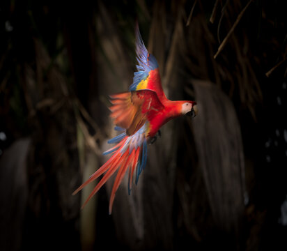 View of a vibrant Scarlet Macaw in flight with its wings spread against a dark tropical foliage background in Puerto Jimenez, Puntarenas Province, Costa Rica.