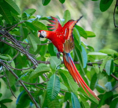 View of a Scarlet Macaw in flight with vibrant red, yellow, and blue plumage amidst lush green foliage in Puerto Jimenez, Puntarenas Province, Costa Rica.