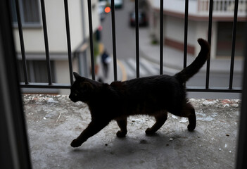 Fototapeta premium Urban pet lifestyle and domestic animal companionship, black cat walking on a balcony overlooking a city street with blurred background and natural light