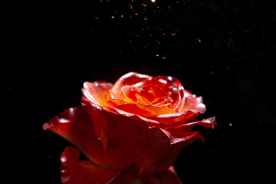 Close-up of a red rose in water with particles floating around it