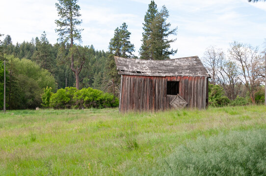 View of an old abandoned wooden house with weathered siding and a damaged roof set in a grassy field surrounded by pine trees in the USA.