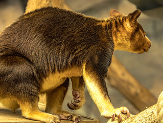 Goodfellow's tree kangaroo standing on a branch © Ludovic