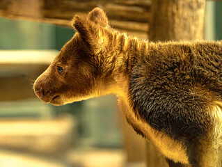 Goodfellow's tree kangaroo face in soft warm light © Ludovic