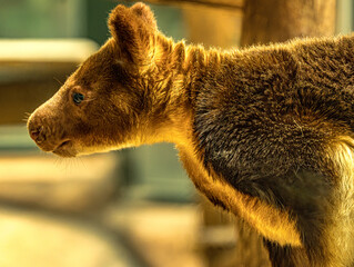 Profile portrait of a Goodfellow's tree kangaroo © Ludovic