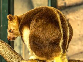 Goodfellow's tree kangaroo with striped back on a branch © Ludovic
