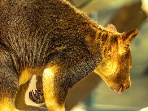 Goodfellow's tree kangaroo bending down on a branch