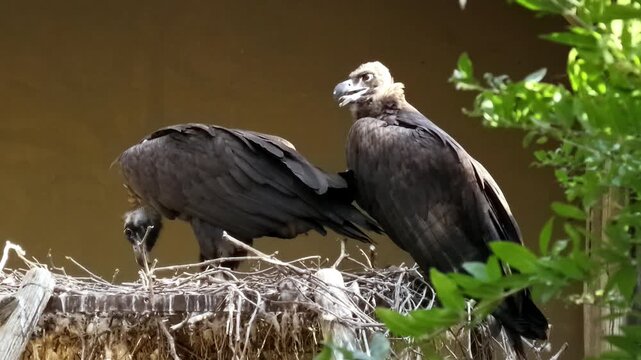 Cinereous vultures standing together, large European scavenger birds with dark plumage, carrion feeding species, raptor ecology, natural recycling, ecosystem balance
