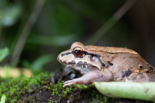 View of a brown frog resting on mossy ground in the rainforest of Puerto Jimenez, Puntarenas Province, Costa Rica.
