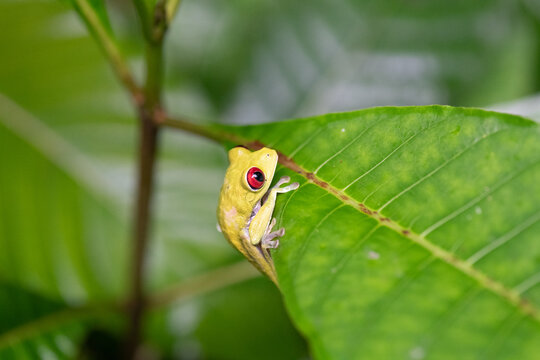 View of a red-eyed tree frog perched on a vibrant green leaf in the rainforest in Puerto Jimenez, Puntarenas Province, Costa Rica.