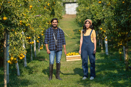 Two people stand in an orange grove