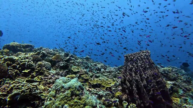 School of small fish swimming over coral reef with barrel sponge in deep blue ocean