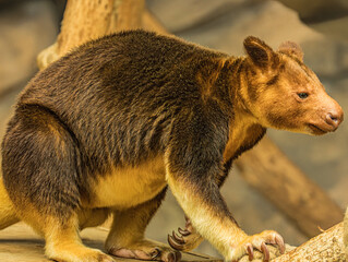 Goodfellow's tree kangaroo walking on a branch © Ludovic