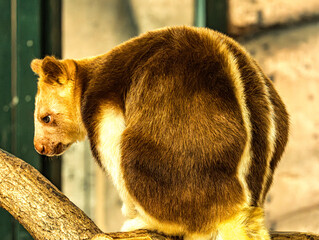 Goodfellow's tree kangaroo seen from behind © Ludovic